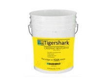 Barenbrug Tigershark